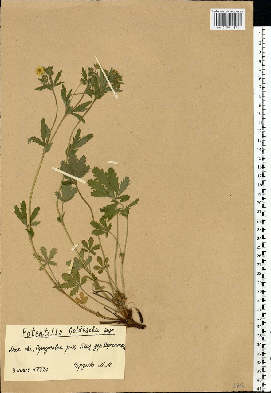 Potentilla thuringiaca subsp. goldbachii (Rupr.) Th. Wolf, Eastern Europe, Moscow region (E4a) (Russia)