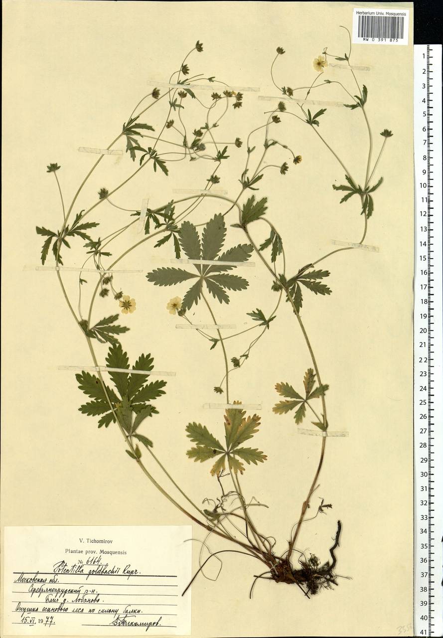 Potentilla thuringiaca subsp. goldbachii (Rupr.) Th. Wolf, Eastern Europe, Moscow region (E4a) (Russia)