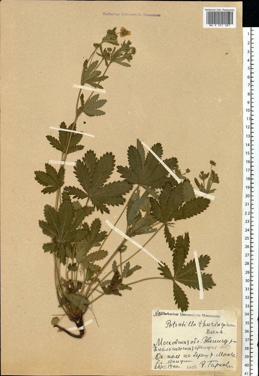 Potentilla thuringiaca subsp. goldbachii (Rupr.) Th. Wolf, Eastern Europe, Moscow region (E4a) (Russia)