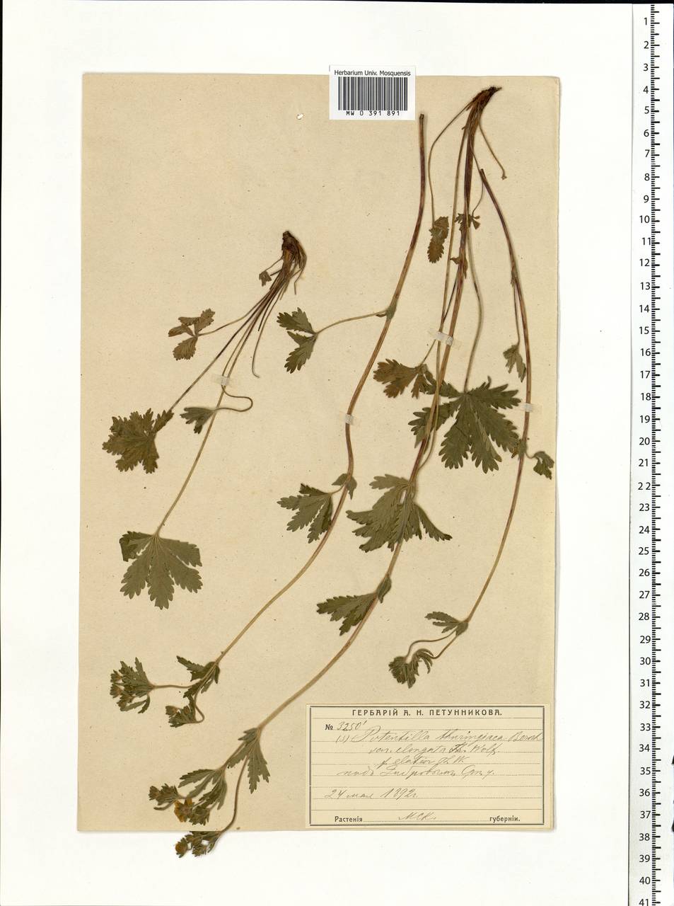 Potentilla thuringiaca subsp. goldbachii (Rupr.) Th. Wolf, Eastern Europe, Moscow region (E4a) (Russia)