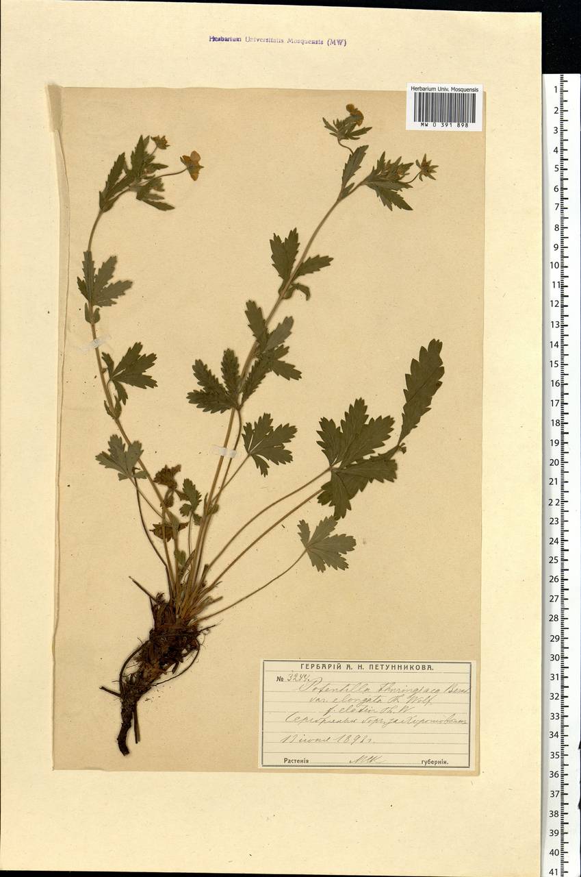 Potentilla thuringiaca subsp. goldbachii (Rupr.) Th. Wolf, Eastern Europe, Moscow region (E4a) (Russia)
