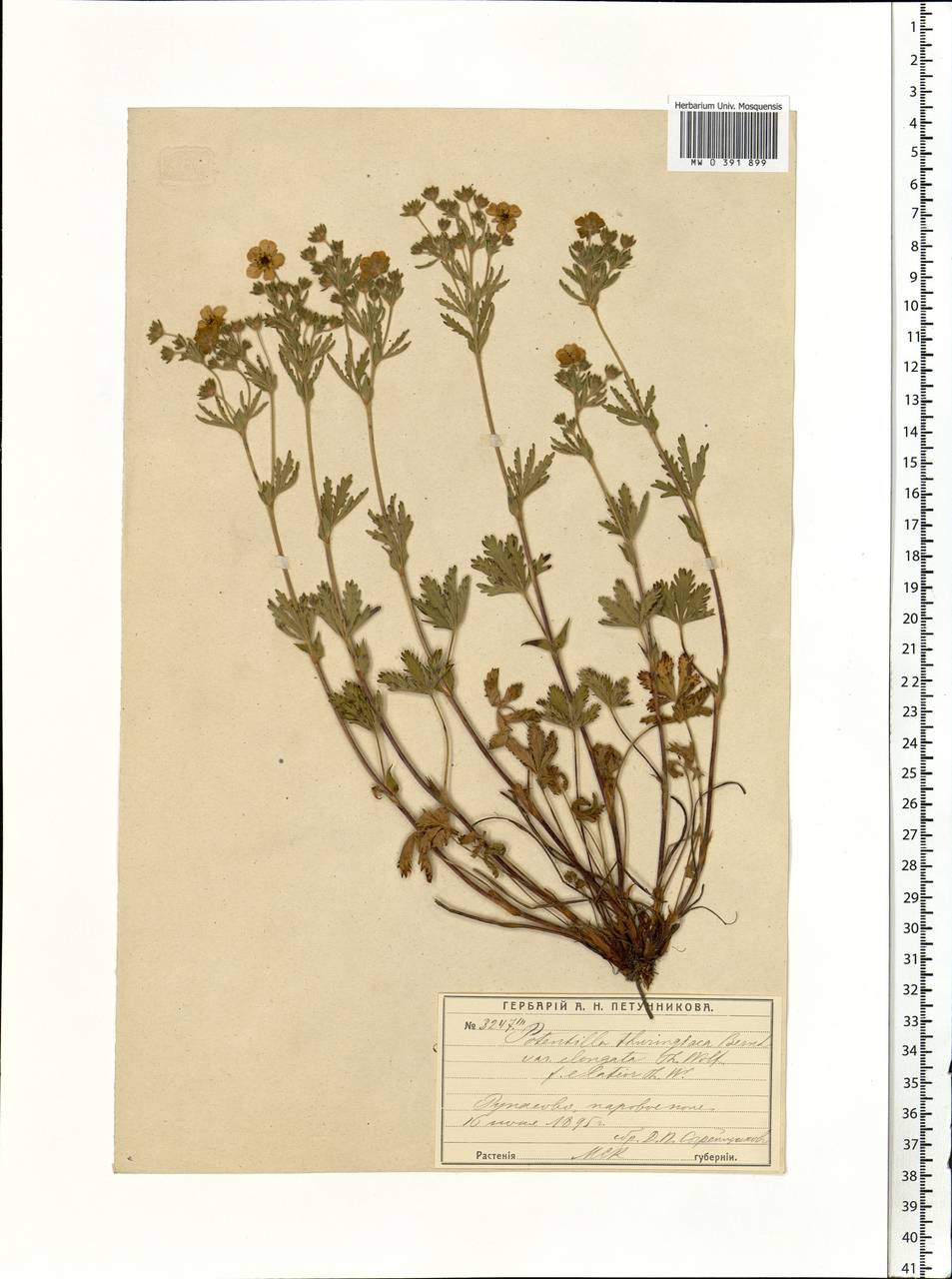 Potentilla thuringiaca subsp. goldbachii (Rupr.) Th. Wolf, Eastern Europe, Moscow region (E4a) (Russia)