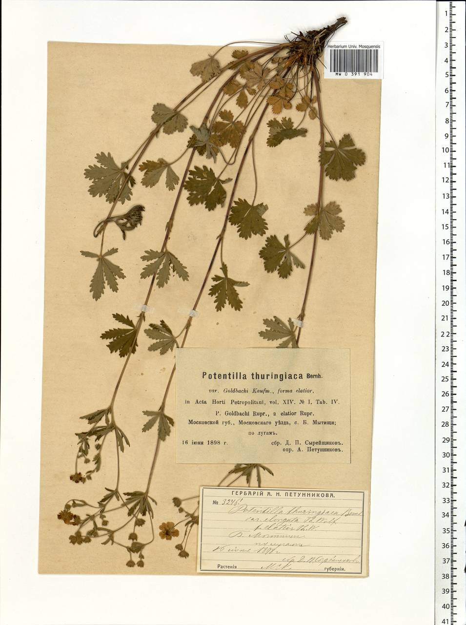 Potentilla thuringiaca subsp. goldbachii (Rupr.) Th. Wolf, Eastern Europe, Moscow region (E4a) (Russia)
