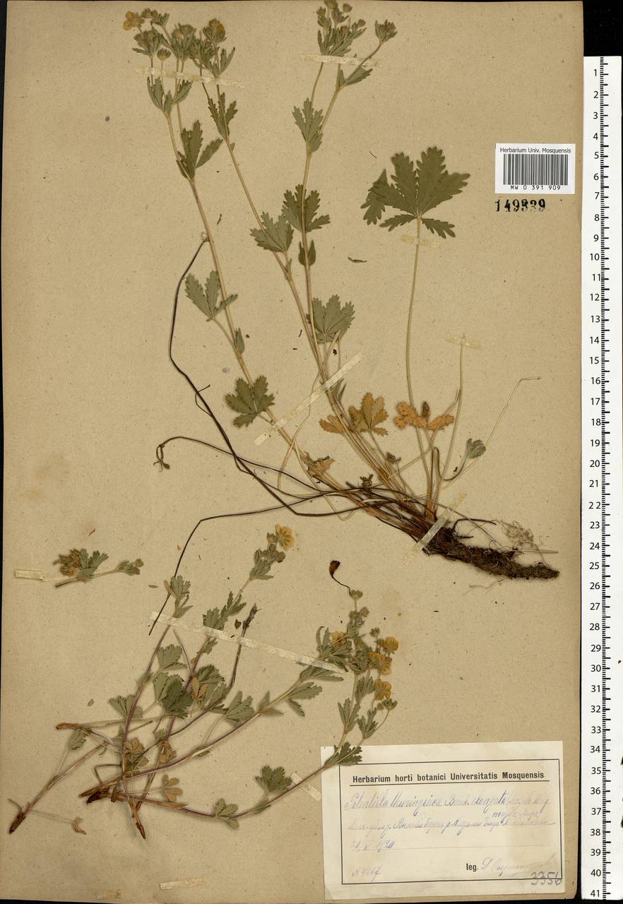 Potentilla thuringiaca subsp. goldbachii (Rupr.) Th. Wolf, Eastern Europe, Moscow region (E4a) (Russia)
