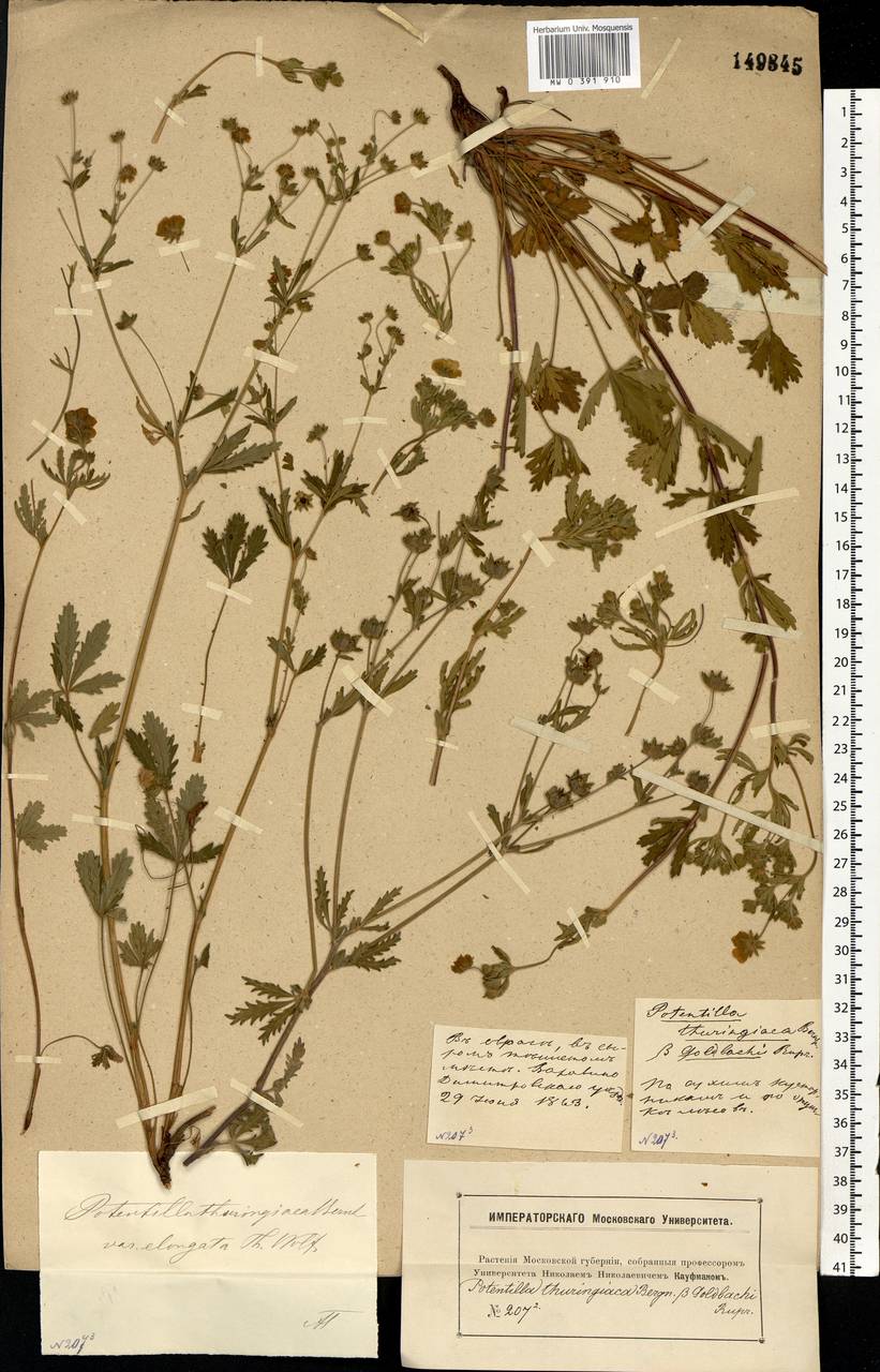 Potentilla thuringiaca Bernh. ex Link, Eastern Europe, Moscow region (E4a) (Russia)