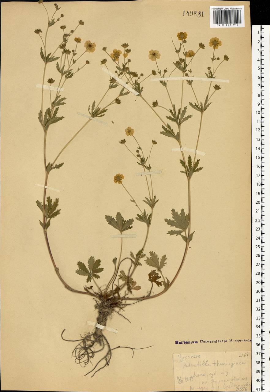 Potentilla thuringiaca subsp. goldbachii (Rupr.) Th. Wolf, Eastern Europe, Moscow region (E4a) (Russia)
