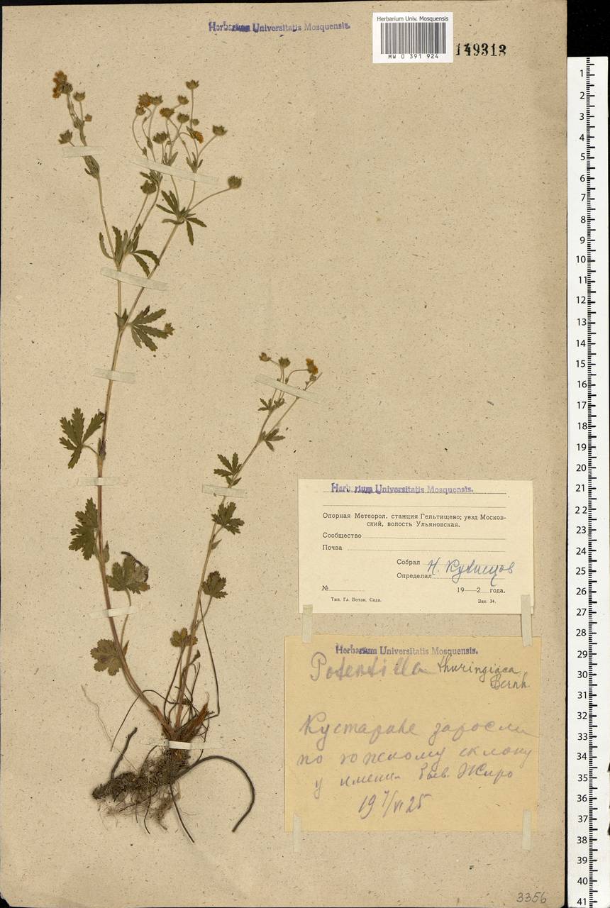 Potentilla thuringiaca subsp. goldbachii (Rupr.) Th. Wolf, Eastern Europe, Moscow region (E4a) (Russia)