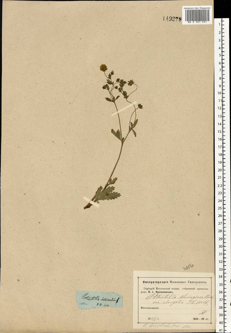 Potentilla thuringiaca subsp. goldbachii (Rupr.) Th. Wolf, Eastern Europe, Moscow region (E4a) (Russia)