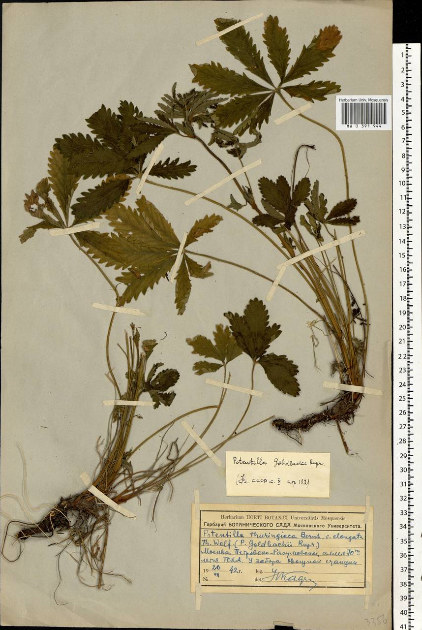 Potentilla thuringiaca subsp. goldbachii (Rupr.) Th. Wolf, Eastern Europe, Moscow region (E4a) (Russia)