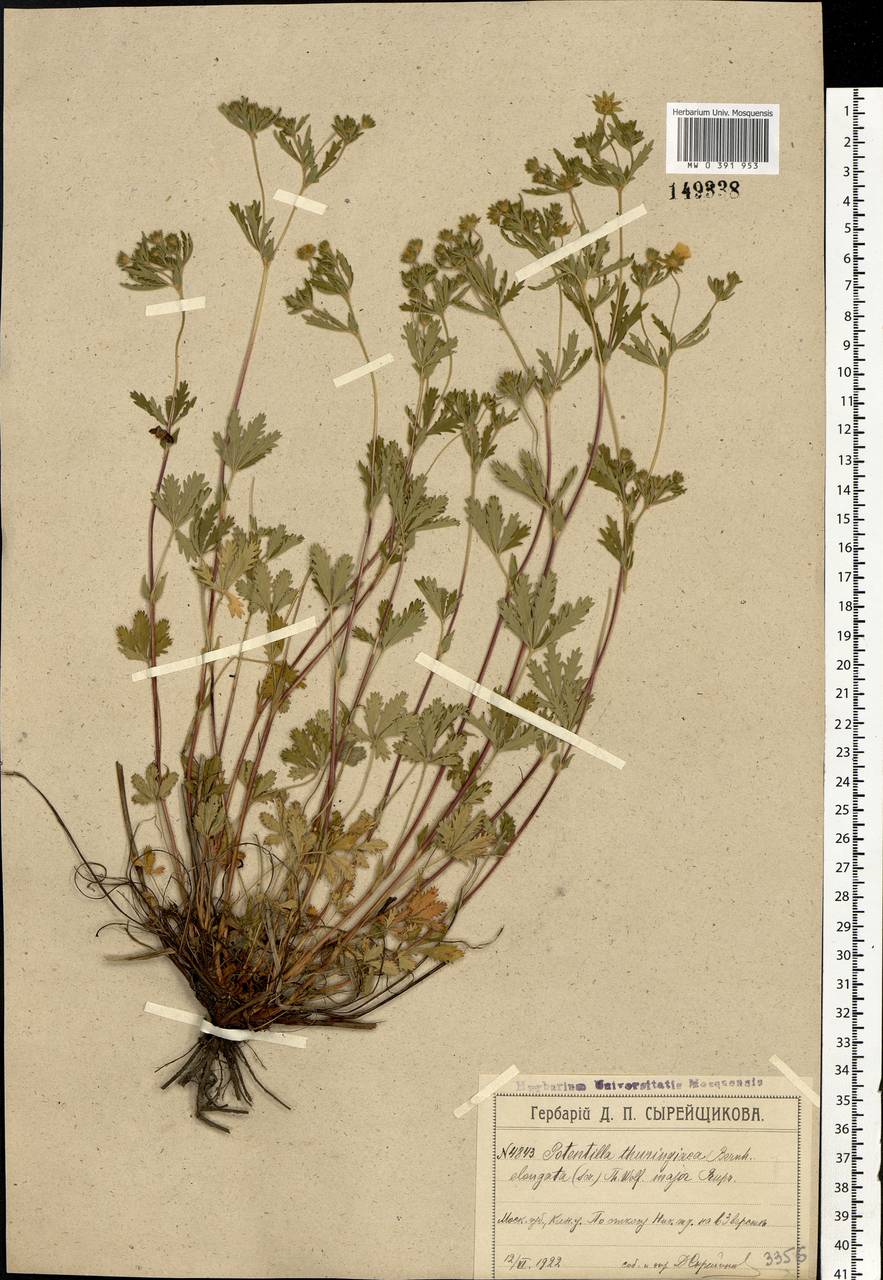 Potentilla thuringiaca subsp. goldbachii (Rupr.) Th. Wolf, Eastern Europe, Moscow region (E4a) (Russia)