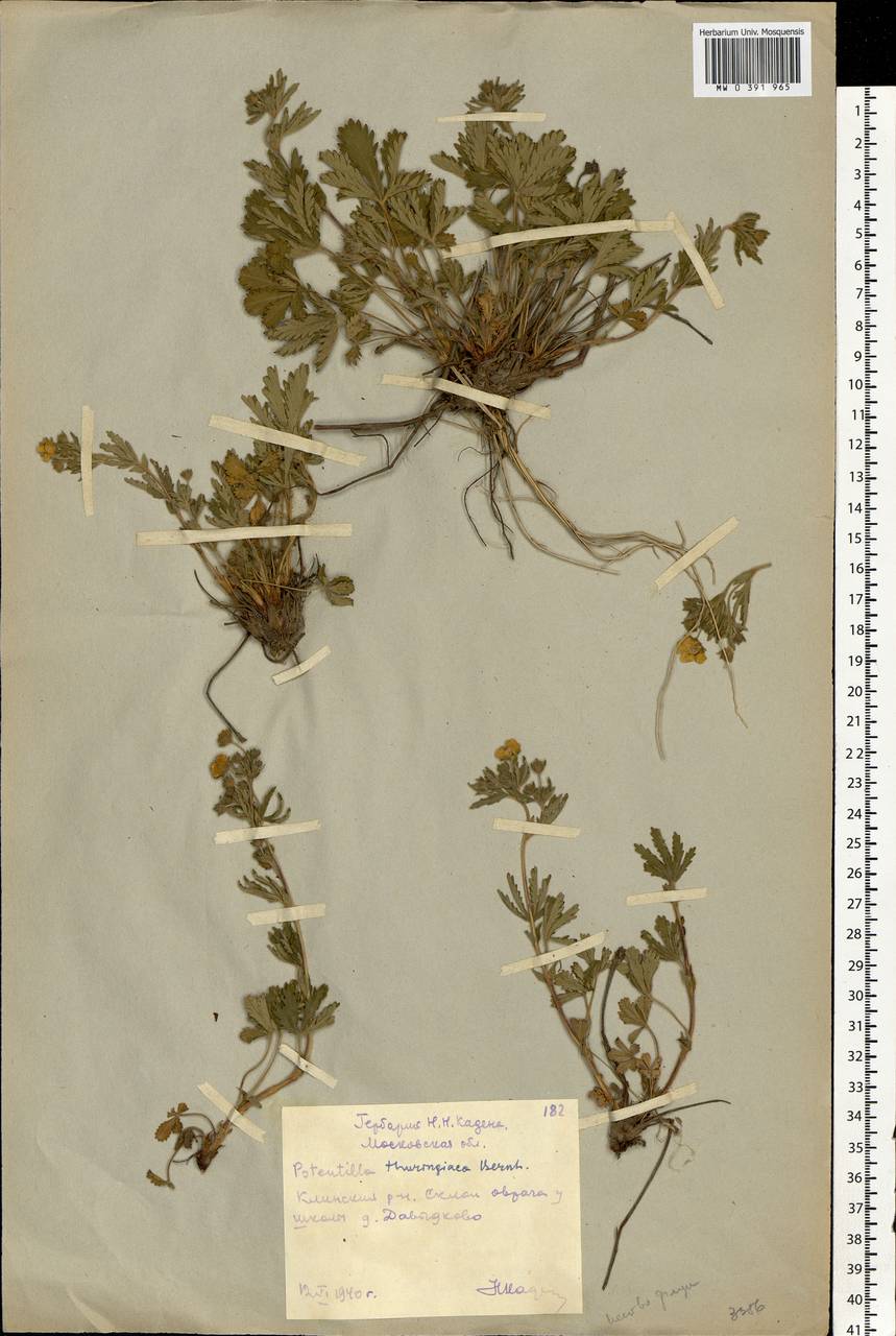 Potentilla thuringiaca subsp. goldbachii (Rupr.) Th. Wolf, Eastern Europe, Moscow region (E4a) (Russia)