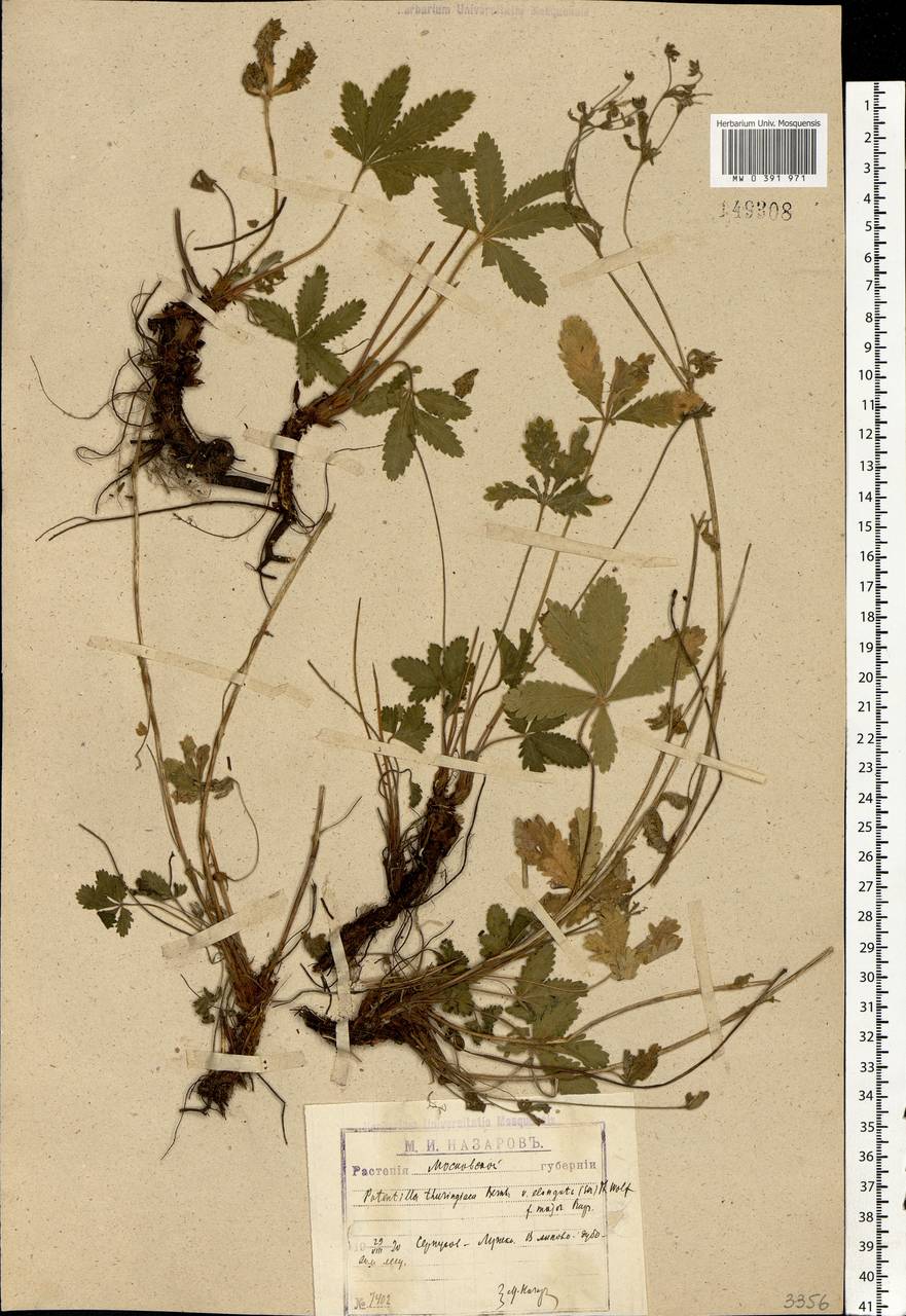 Potentilla thuringiaca Bernh. ex Link, Eastern Europe, Moscow region (E4a) (Russia)
