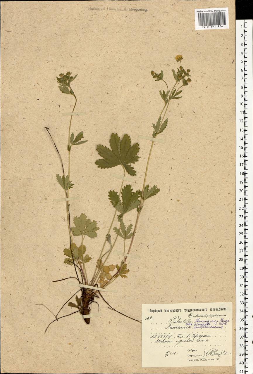 Potentilla thuringiaca subsp. goldbachii (Rupr.) Th. Wolf, Eastern Europe, Moscow region (E4a) (Russia)