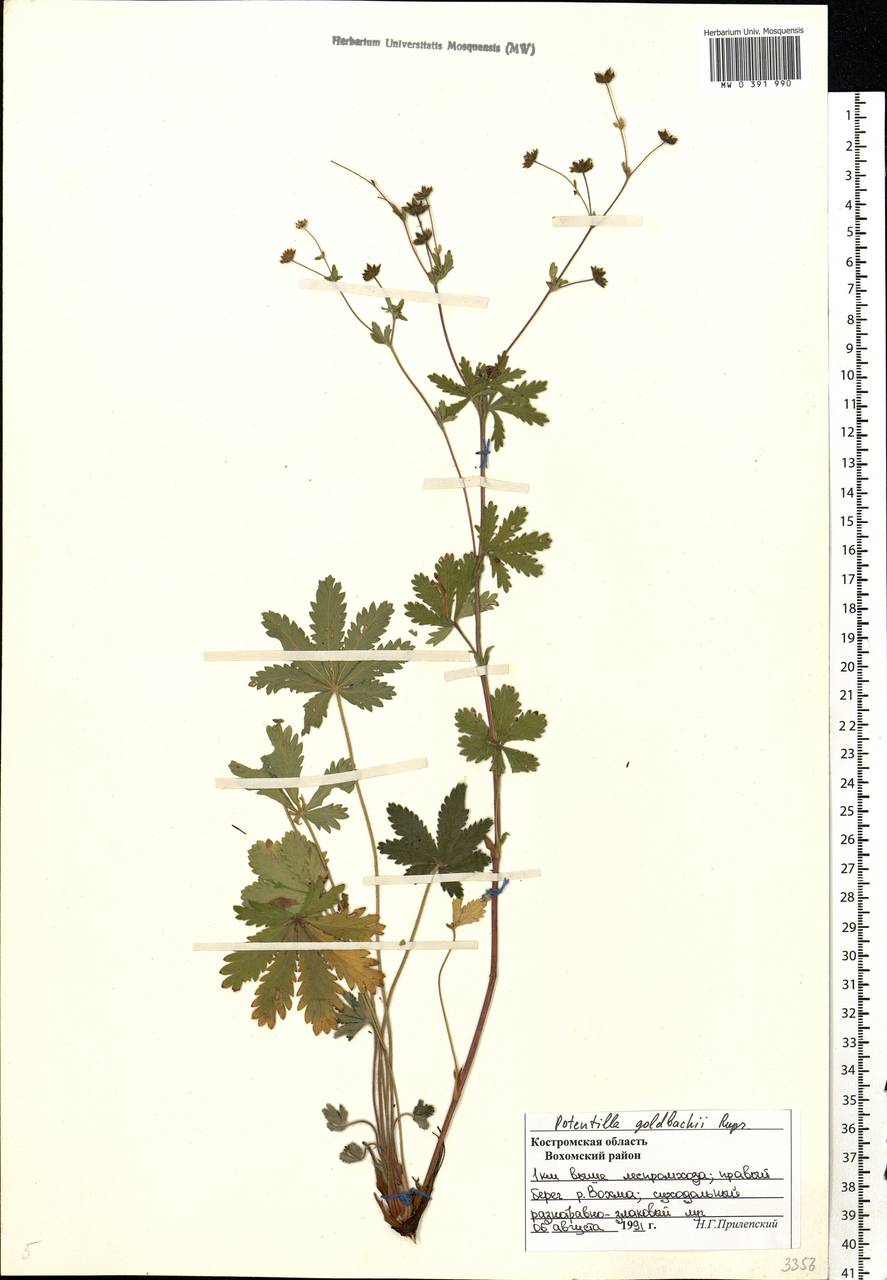 Potentilla thuringiaca Bernh. ex Link, Eastern Europe, Central forest region (E5) (Russia)