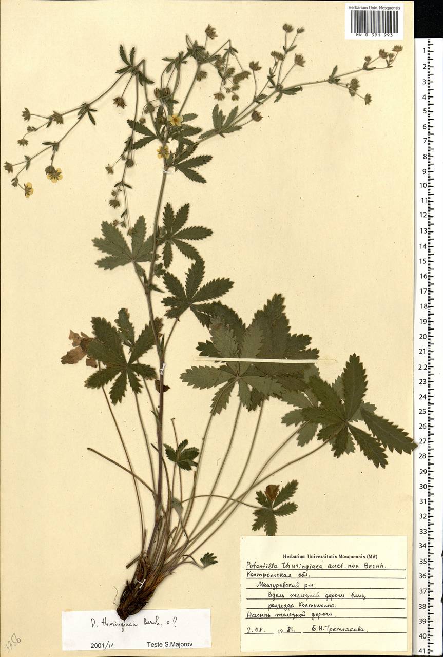 Potentilla thuringiaca subsp. goldbachii (Rupr.) Th. Wolf, Eastern Europe, Central forest region (E5) (Russia)