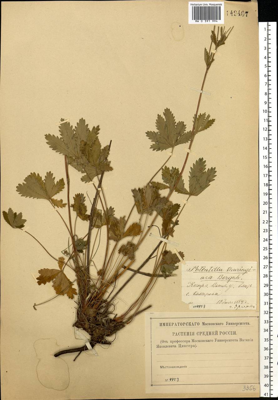 Potentilla thuringiaca subsp. goldbachii (Rupr.) Th. Wolf, Eastern Europe, Central forest region (E5) (Russia)