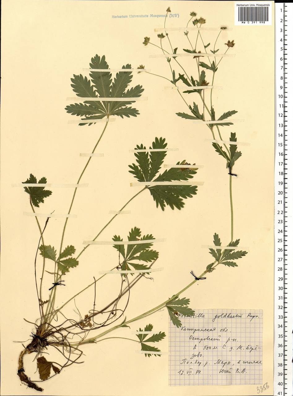 Potentilla thuringiaca subsp. goldbachii (Rupr.) Th. Wolf, Eastern Europe, Central forest region (E5) (Russia)