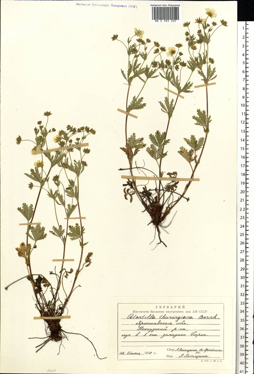 Potentilla thuringiaca subsp. goldbachii (Rupr.) Th. Wolf, Eastern Europe, Central forest region (E5) (Russia)