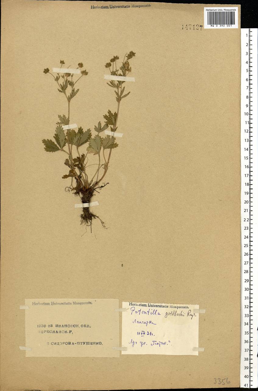 Potentilla thuringiaca subsp. goldbachii (Rupr.) Th. Wolf, Eastern Europe, Central forest region (E5) (Russia)