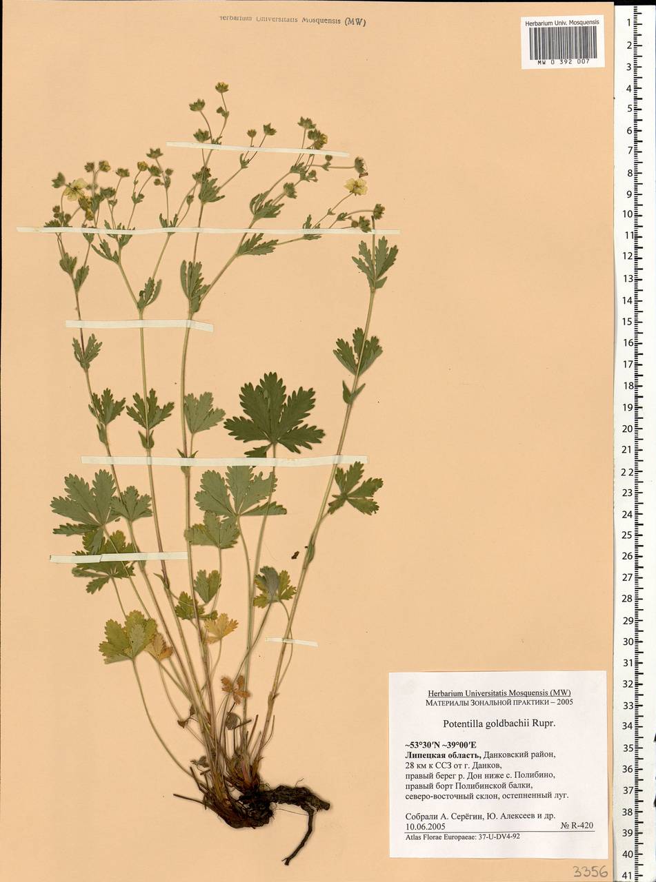 Potentilla thuringiaca subsp. goldbachii (Rupr.) Th. Wolf, Eastern Europe, Central forest-and-steppe region (E6) (Russia)