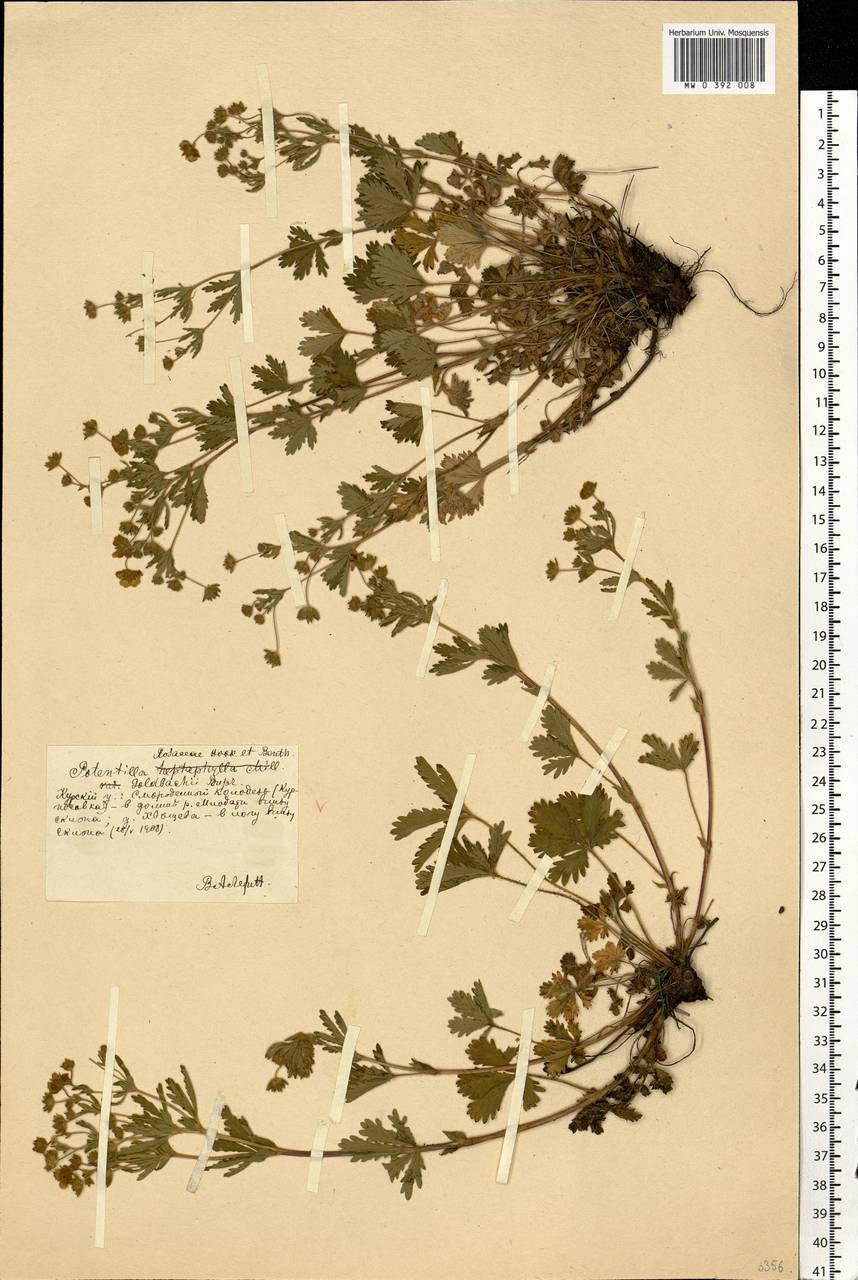 Potentilla thuringiaca subsp. goldbachii (Rupr.) Th. Wolf, Eastern Europe, Central forest-and-steppe region (E6) (Russia)