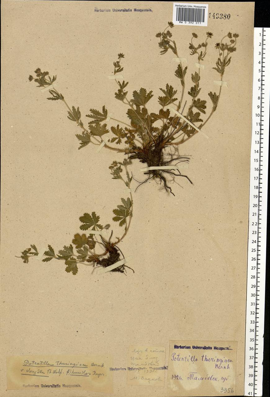 Potentilla thuringiaca subsp. goldbachii (Rupr.) Th. Wolf, Eastern Europe, Central forest-and-steppe region (E6) (Russia)