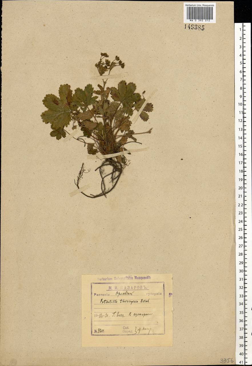 Potentilla thuringiaca subsp. goldbachii (Rupr.) Th. Wolf, Eastern Europe, Central forest-and-steppe region (E6) (Russia)