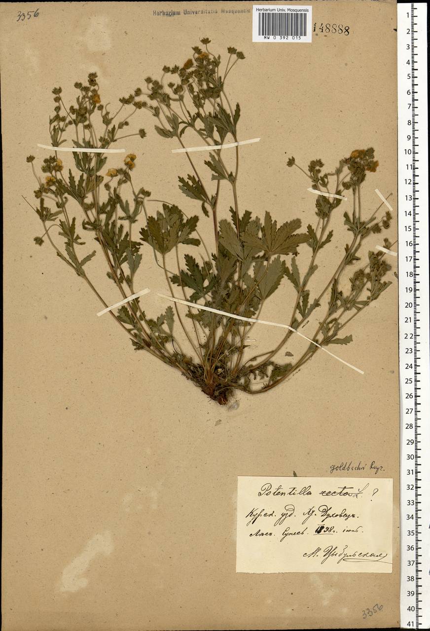 Potentilla thuringiaca subsp. goldbachii (Rupr.) Th. Wolf, Eastern Europe, Central forest-and-steppe region (E6) (Russia)