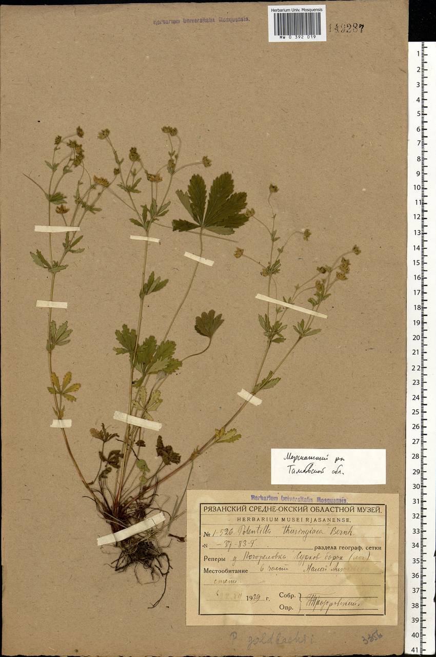 Potentilla thuringiaca subsp. goldbachii (Rupr.) Th. Wolf, Eastern Europe, Central forest-and-steppe region (E6) (Russia)