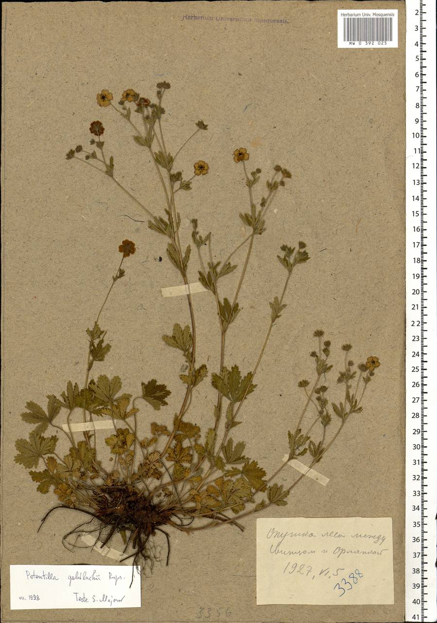 Potentilla thuringiaca subsp. goldbachii (Rupr.) Th. Wolf, Eastern Europe, Central forest-and-steppe region (E6) (Russia)