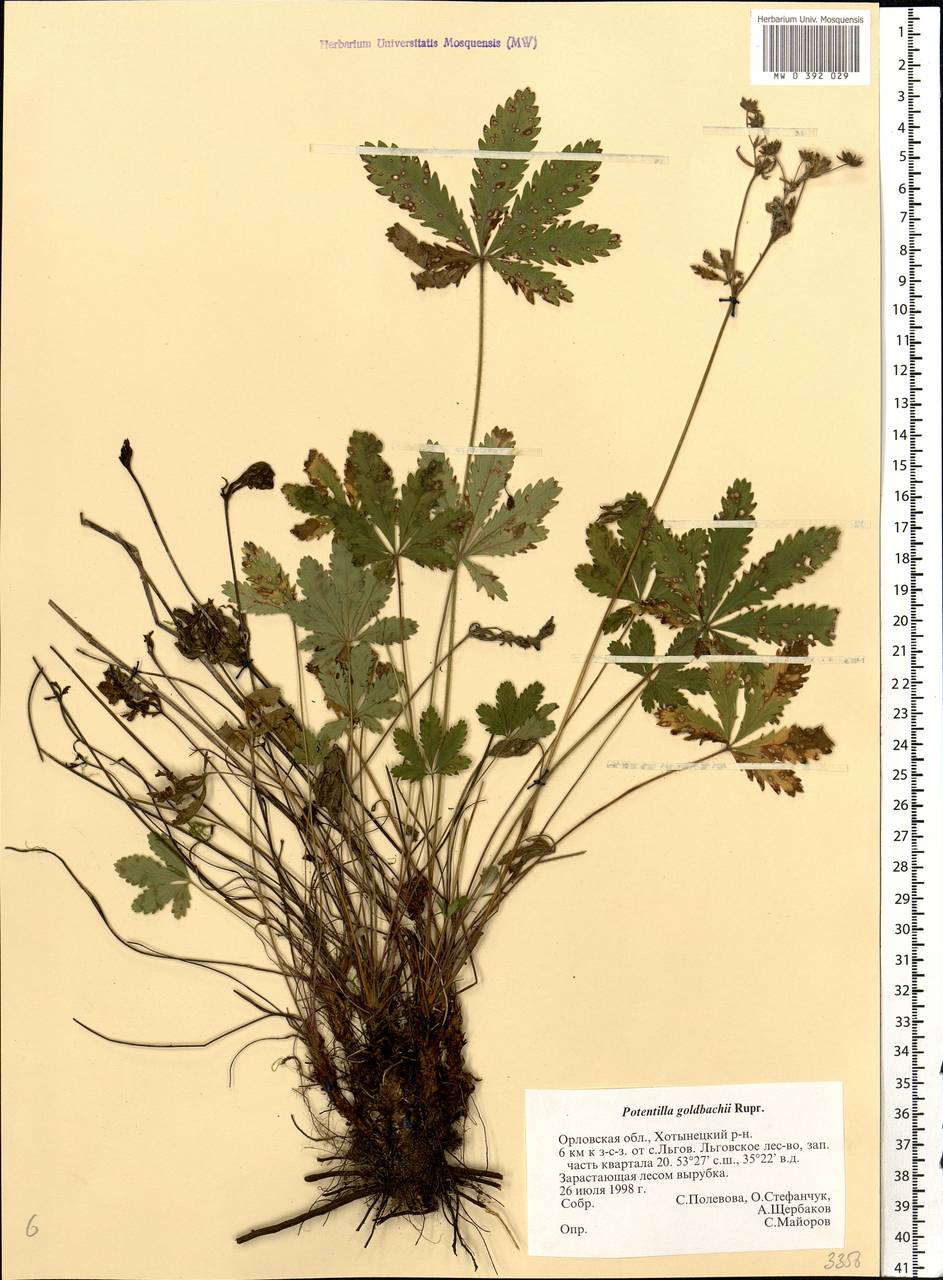 Potentilla thuringiaca Bernh. ex Link, Eastern Europe, Central forest-and-steppe region (E6) (Russia)