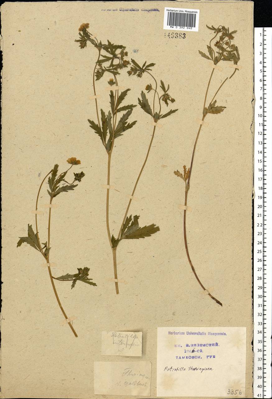 Potentilla thuringiaca subsp. goldbachii (Rupr.) Th. Wolf, Eastern Europe, Central forest-and-steppe region (E6) (Russia)