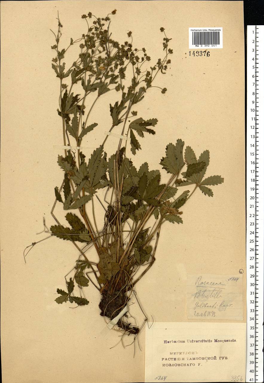 Potentilla thuringiaca subsp. goldbachii (Rupr.) Th. Wolf, Eastern Europe, Central forest-and-steppe region (E6) (Russia)