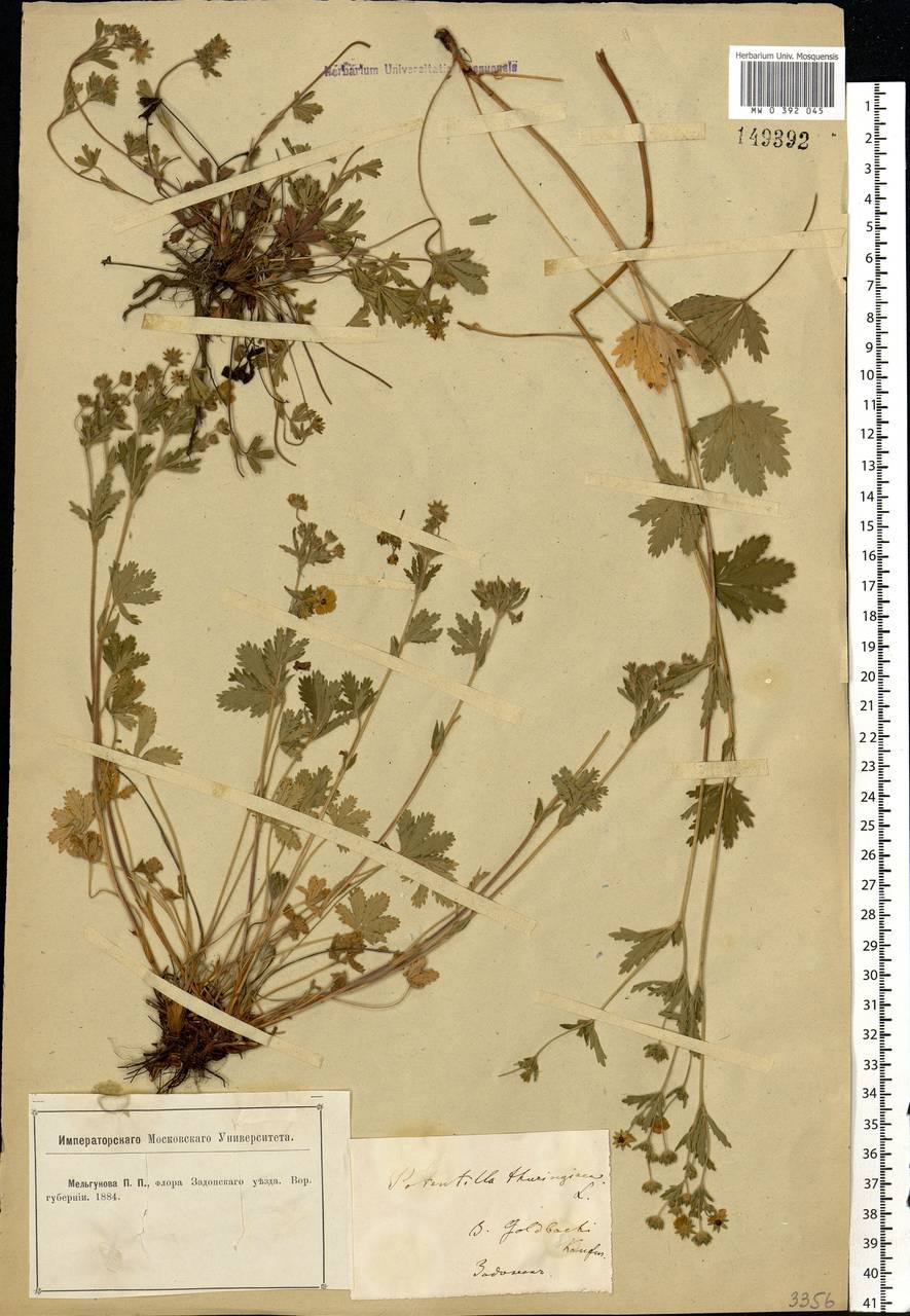 Potentilla thuringiaca Bernh. ex Link, Eastern Europe, Central forest-and-steppe region (E6) (Russia)