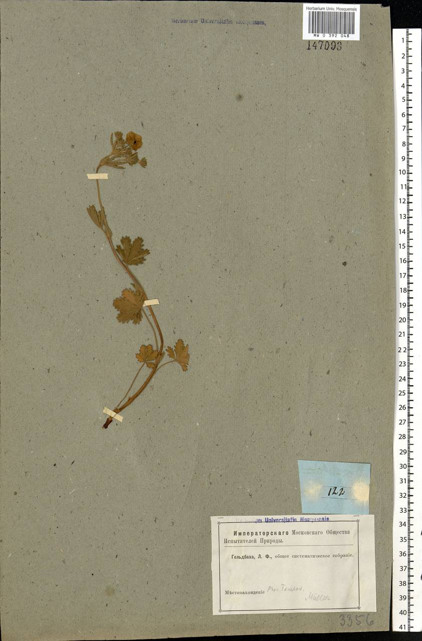 Potentilla thuringiaca subsp. goldbachii (Rupr.) Th. Wolf, Eastern Europe, Central forest-and-steppe region (E6) (Russia)