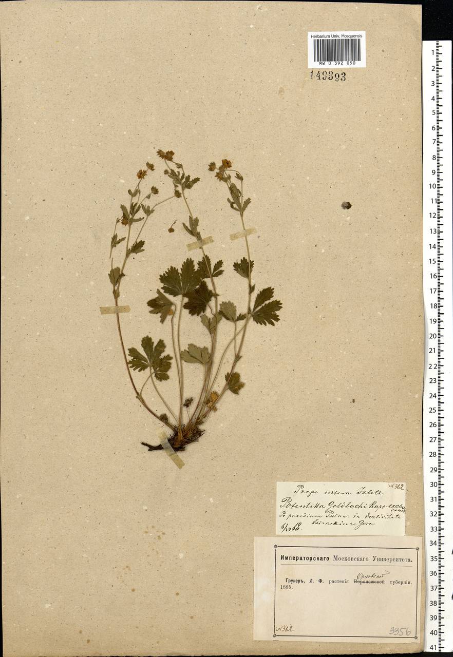 Potentilla thuringiaca subsp. goldbachii (Rupr.) Th.Wolf, Eastern Europe, Central forest-and-steppe region (E6) (Russia)