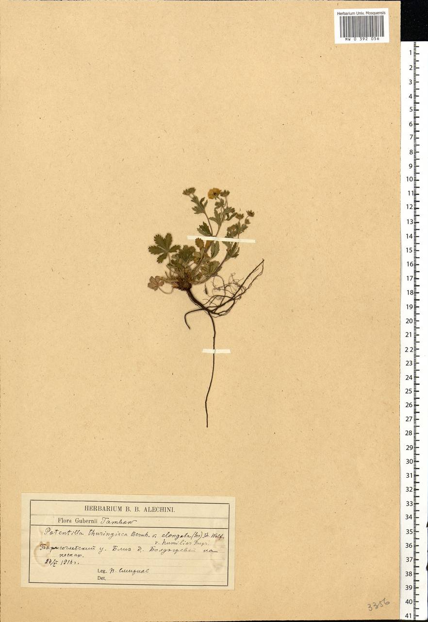 Potentilla thuringiaca subsp. goldbachii (Rupr.) Th. Wolf, Eastern Europe, Central forest-and-steppe region (E6) (Russia)