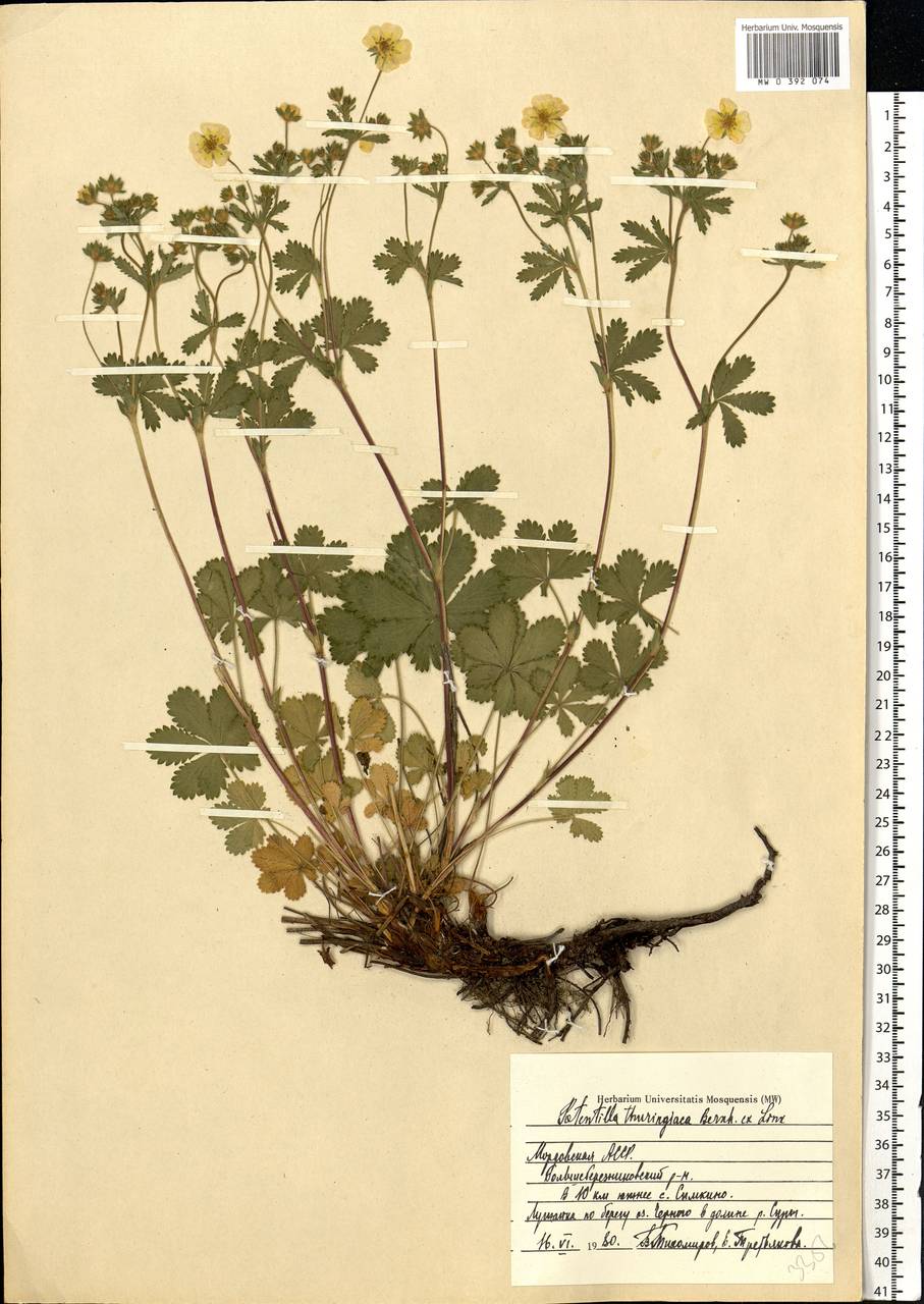 Potentilla thuringiaca subsp. goldbachii (Rupr.) Th. Wolf, Eastern Europe, Middle Volga region (E8) (Russia)