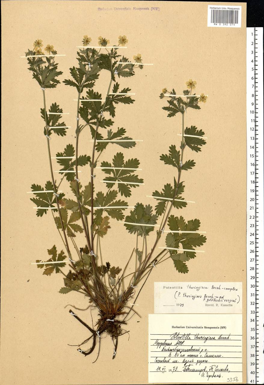 Potentilla thuringiaca subsp. goldbachii (Rupr.) Th. Wolf, Eastern Europe, Middle Volga region (E8) (Russia)