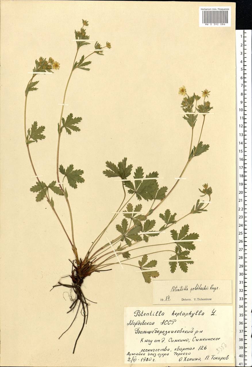 Potentilla thuringiaca subsp. goldbachii (Rupr.) Th. Wolf, Eastern Europe, Middle Volga region (E8) (Russia)