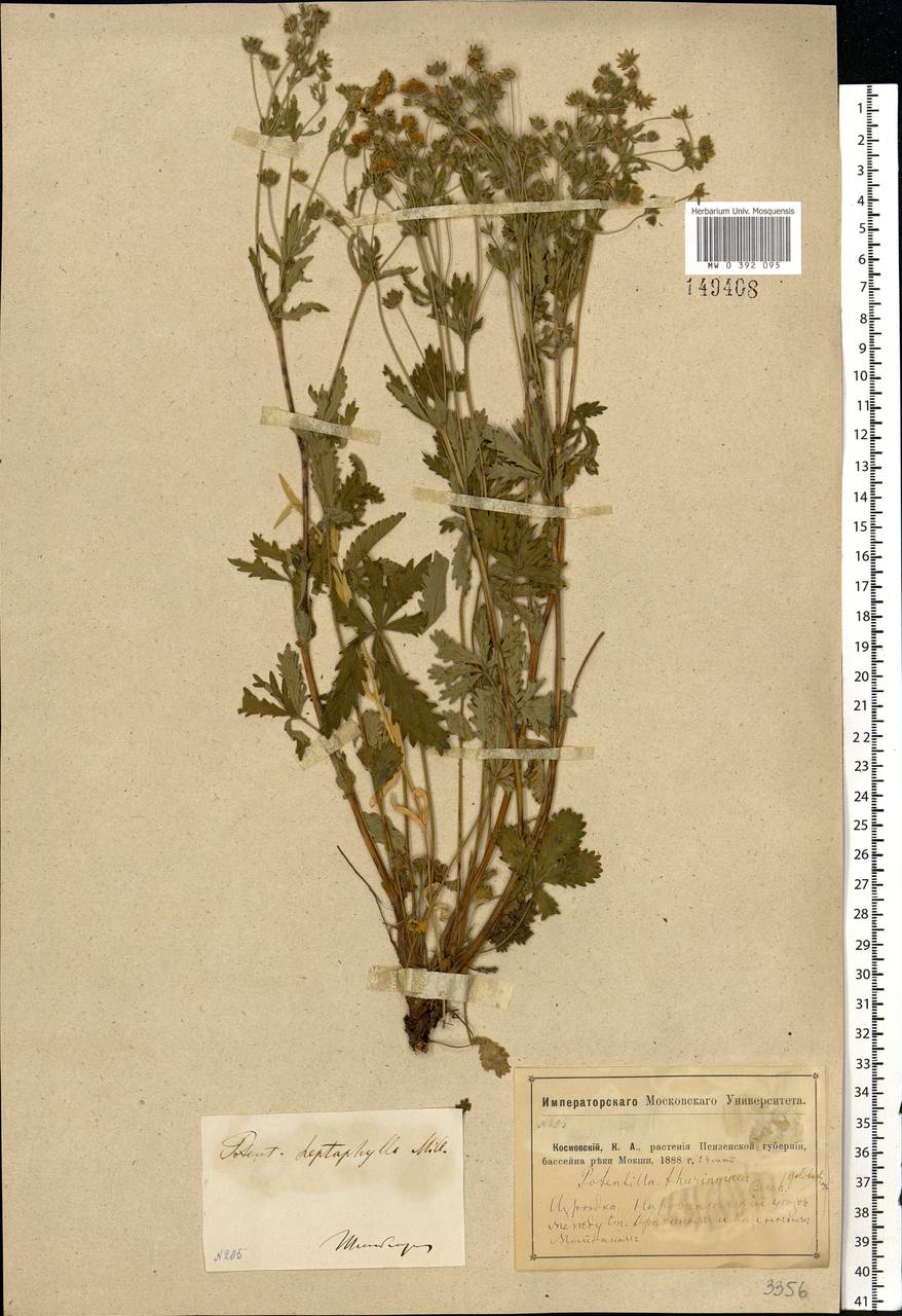 Potentilla thuringiaca subsp. goldbachii (Rupr.) Th. Wolf, Eastern Europe, Middle Volga region (E8) (Russia)