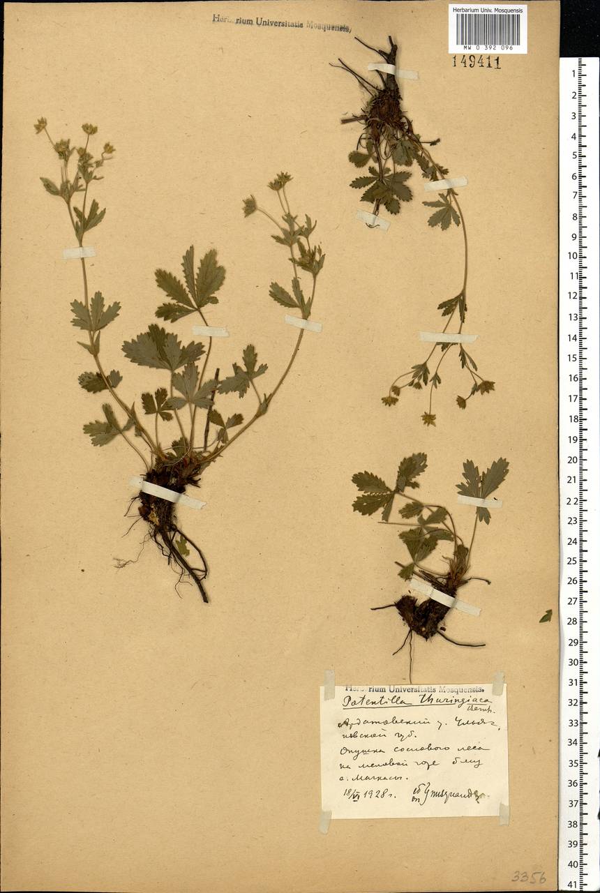 Potentilla thuringiaca subsp. goldbachii (Rupr.) Th. Wolf, Eastern Europe, Middle Volga region (E8) (Russia)