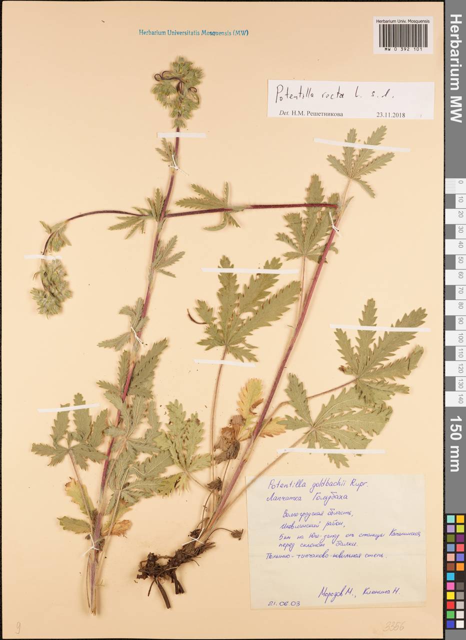 Potentilla recta L., Eastern Europe, Lower Volga region (E9) (Russia)