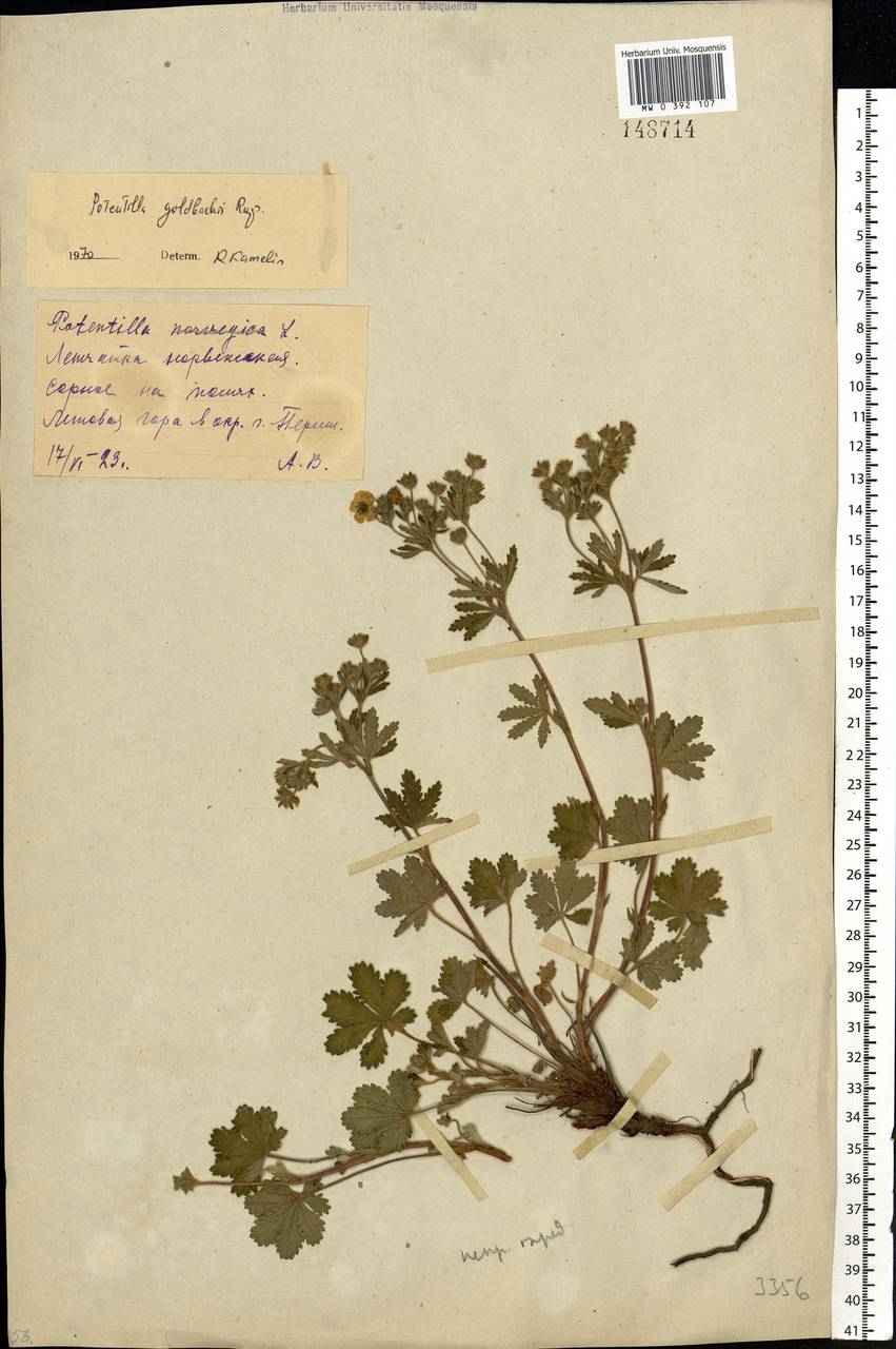 Potentilla thuringiaca subsp. goldbachii (Rupr.) Th. Wolf, Eastern Europe, Eastern region (E10) (Russia)