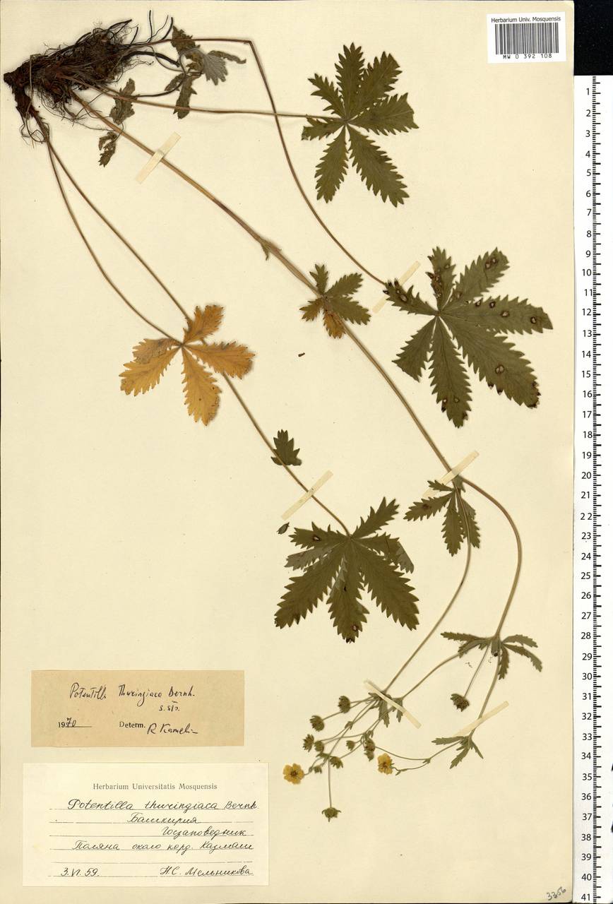 Potentilla thuringiaca subsp. goldbachii (Rupr.) Th. Wolf, Eastern Europe, Eastern region (E10) (Russia)