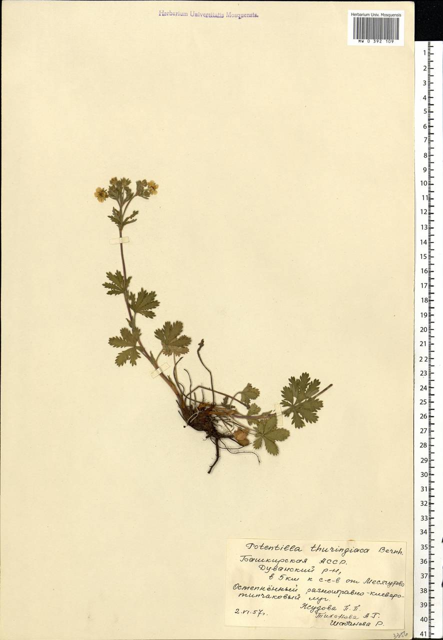 Potentilla thuringiaca subsp. goldbachii (Rupr.) Th. Wolf, Eastern Europe, Eastern region (E10) (Russia)