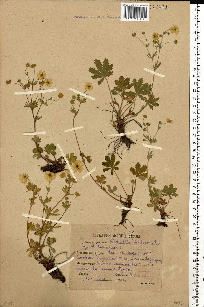Potentilla thuringiaca subsp. goldbachii (Rupr.) Th. Wolf, Eastern Europe, Eastern region (E10) (Russia)