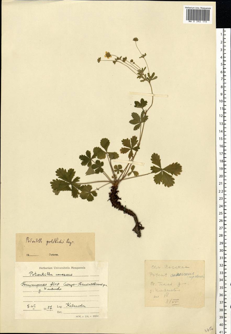 Potentilla thuringiaca subsp. goldbachii (Rupr.) Th. Wolf, Eastern Europe, Eastern region (E10) (Russia)
