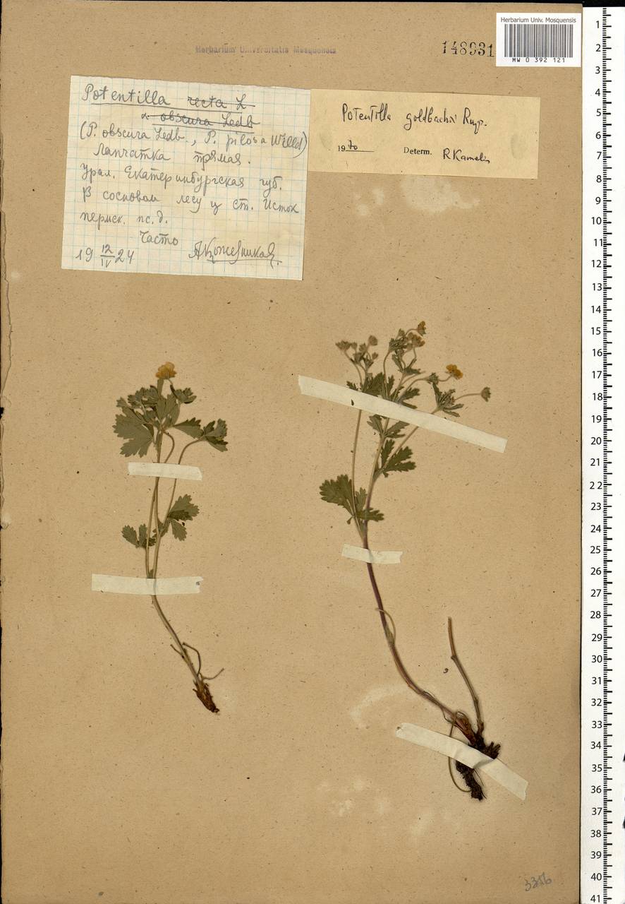 Potentilla thuringiaca subsp. goldbachii (Rupr.) Th. Wolf, Eastern Europe, Eastern region (E10) (Russia)