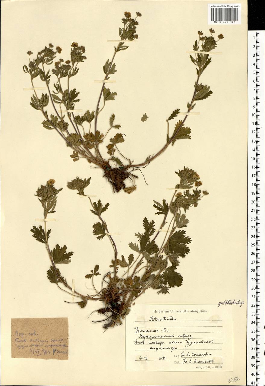 Potentilla thuringiaca Bernh. ex Link, Eastern Europe, Eastern region (E10) (Russia)
